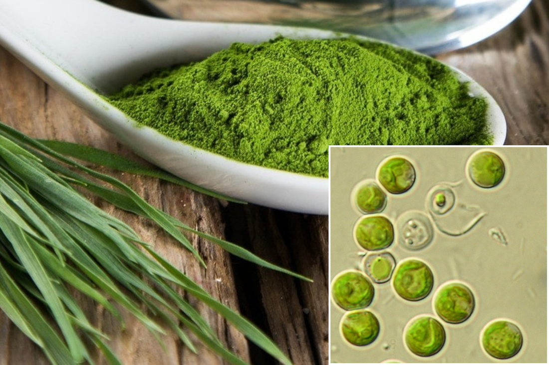 Chlorella and Detox