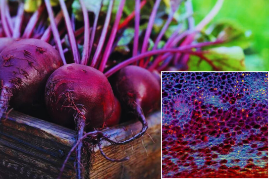 Beetroot for Sports Performance