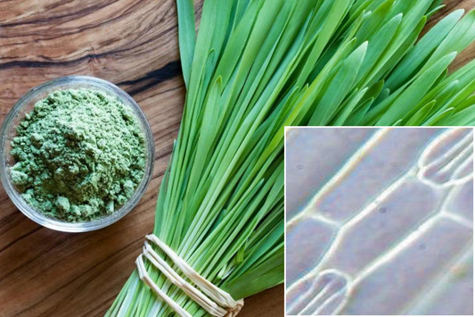 Barley Grass for antioxidant