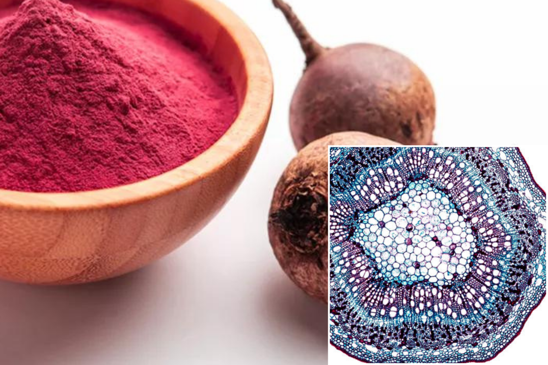 Beet Root Powder for anti oxidant properties